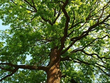 nieuwbouw - boom park---web.jpg
